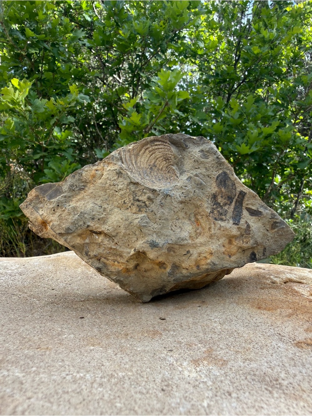 Natural Fossil Rock with Visible Shell Imprint